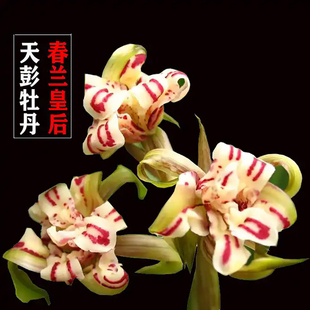 带花苞春兰老种奇花天彭牡丹兰花苗浓香型花卉室内好养易活绿植