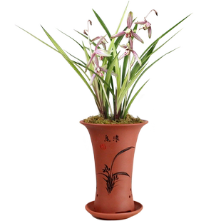 兰花苗东方美人国兰浓香型花卉绿植物盆栽秋香不带花苞秋冬开花