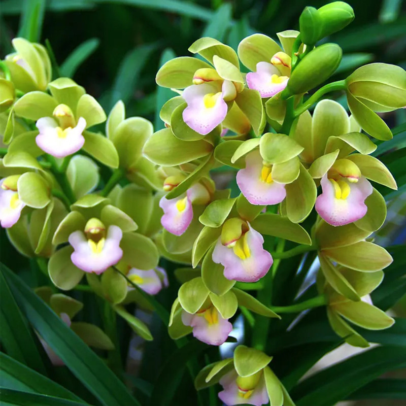 香水香兰翠玉色兰花卉绿植物盆栽浓香国兰 现不带花苞 花期9-3月图片