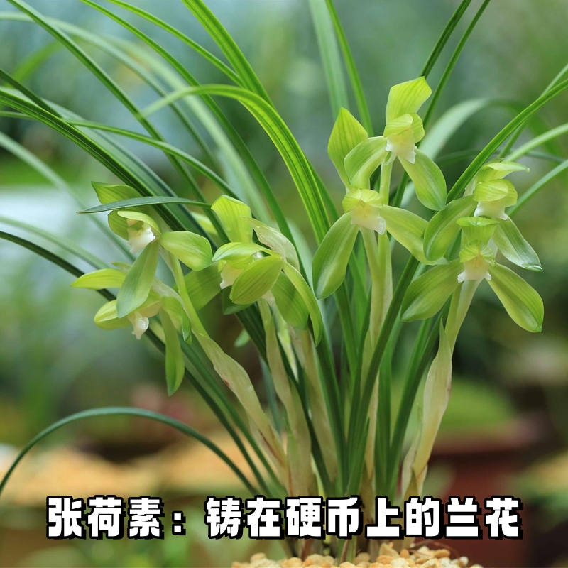 带花苞名贵兰花张荷素春兰盆栽兰草浓香型室内绿植物花卉老种正品