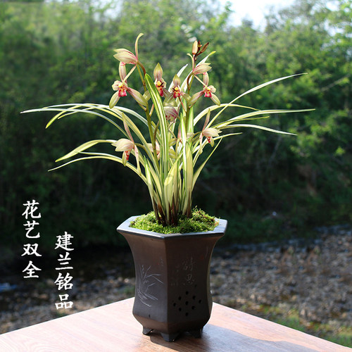 建兰福隆中透线艺带金边铭品