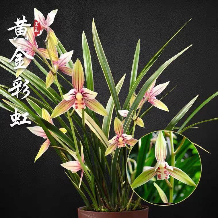 翁源兰花苗带花苞浓香型金边黄金彩虹四季建兰花卉绿植物盆栽