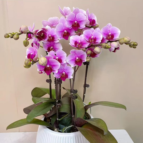 蝴蝶兰宝贝中大型带花苞好养耐开绿植花卉盆栽