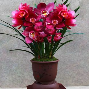 中国红大将军（带多花苞）高矮花剑兰花双喜临门绿植年宵花卉盆栽