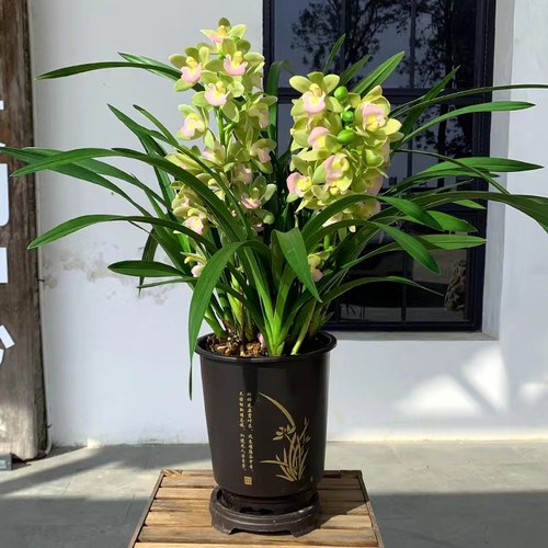 带花苞名贵（翠玉香兰）浓香型大花国兰花苗绿植物盆栽糖果香水味