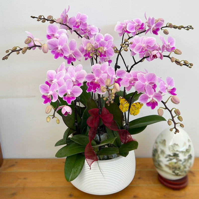 蝴蝶兰露西带花苞带花剑紫粉花室内绿植花卉基地直发,鲜花速递/花卉仿真/绿植园艺,国兰/杂交兰/洋兰类,淘宝优惠券,粉丝福利购,淘宝优惠卷