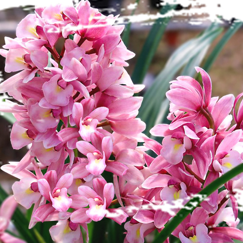 兰花【浪漫樱花】香兰粉色国兰花卉绿植物浓香型蕙兰