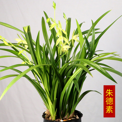 名贵建兰朱德大荷素兰花苗四季浓香室内花卉绿植盆栽夏秋带花苞