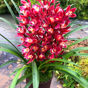 大将军(带多花苞)中国红兰花双喜临门绿植年宵花卉盆栽高花剑
