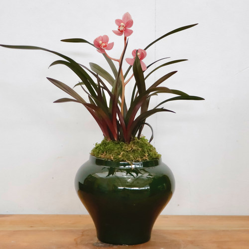 高端网红草建兰精品兰花红叶红杆开红花好养室内客厅茶室花卉绿植