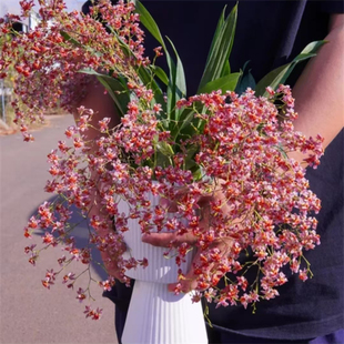 带花苞文心兰花粉色梦香盆栽洋兰浓烈香味泰国香水石斛苗花卉绿植