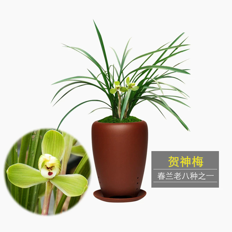 翁源兰花 贺神梅 带花苞春兰老八种名铭品梅瓣浓幽香好养国兰入门