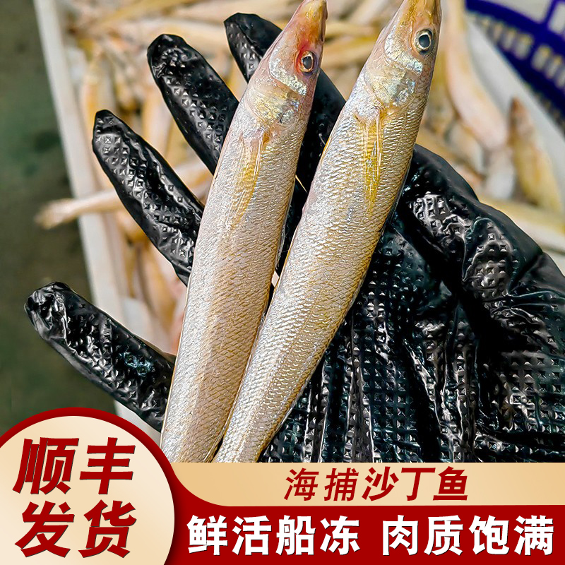舟山新鲜水产沙丁鱼尖梭鱼海捕鲜活冷冻海鱼沙尖鱼1斤装