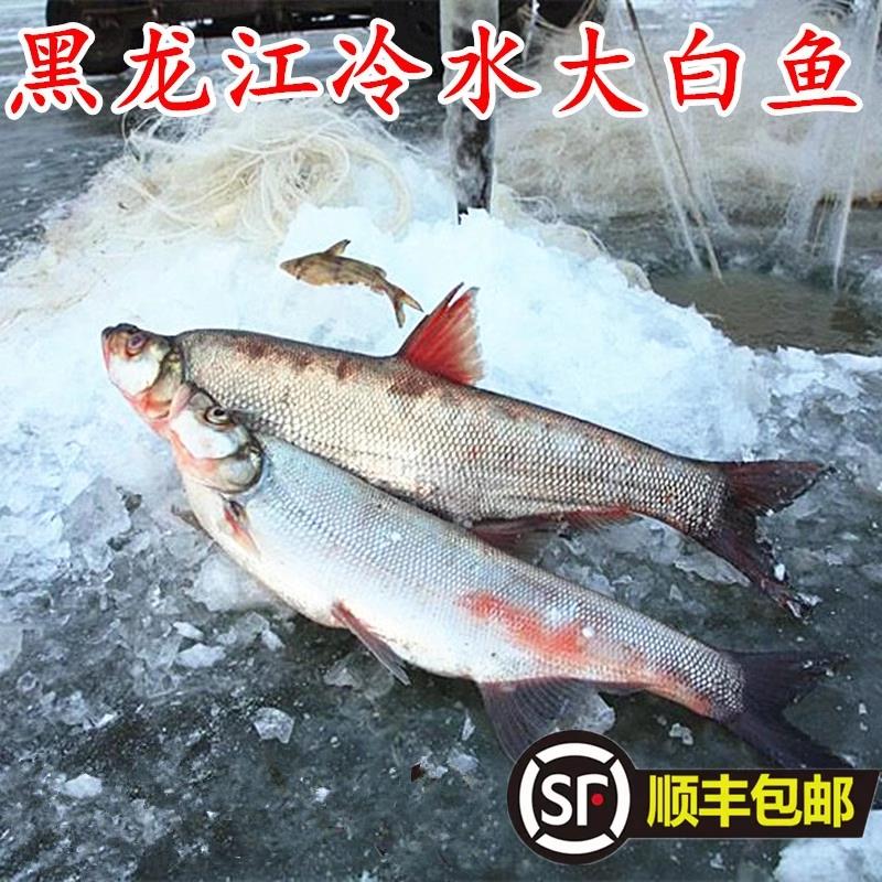 黑龙江抚远东北特产冷水新鲜冷冻大白鱼翘嘴鱼岛子顺丰包邮