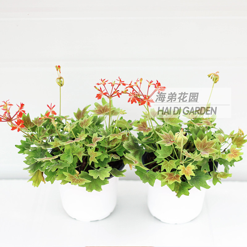 枫叶天竺葵经典百年温哥华盆栽苗挺远四季观花观叶植物好养活室内