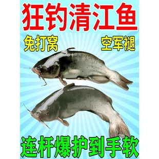 清江鱼饵料钓野生鲶鱼的专用浓腥黑坑野钓水库爆护颗粒鱼诱钓饵料