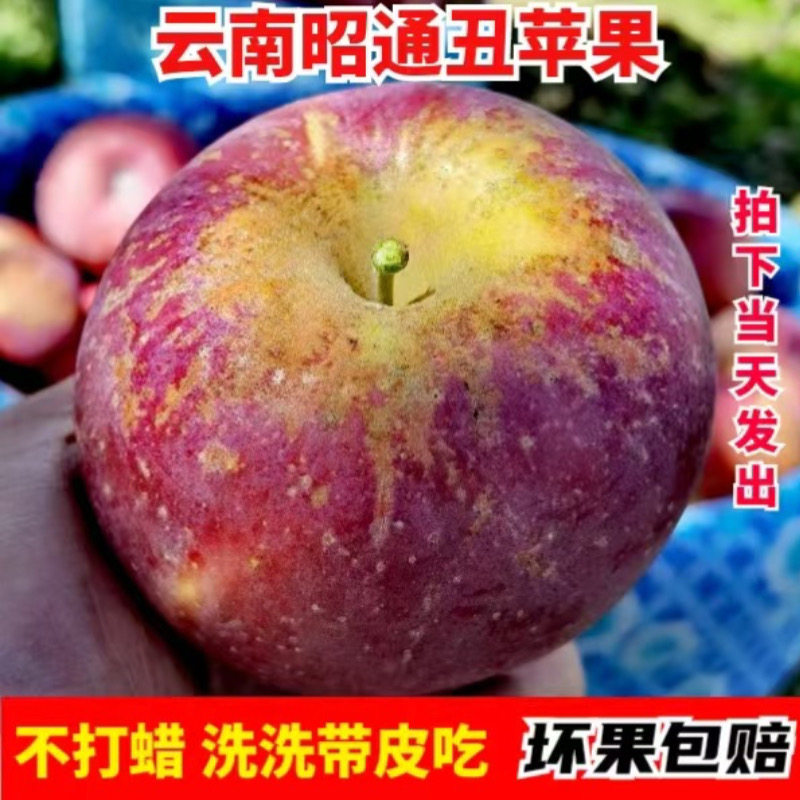 云南新鲜水果昭通丑苹果脆甜富士当季高原冰糖心整箱现摘平果包邮,水产肉类/新鲜蔬果/熟食,苹果,淘宝优惠券,粉丝福利购,淘宝优惠卷