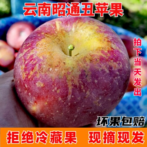 新果现摘速发，昭通 产地直供 以质为本