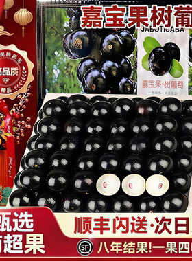 【顺丰冷链】树葡萄嘉宝果现摘稀有孕妇水果冷链沙巴品种大果