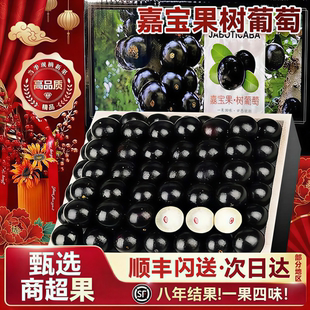 【顺丰冷链】树葡萄嘉宝果现摘稀有孕妇水果冷链沙巴品种大果