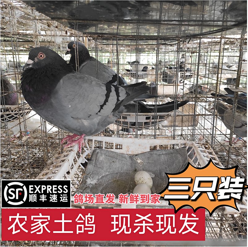 杂粮泉水鸽乳喂养3只装土鸽子肉(中鸽)活体现杀单只净重350g以上