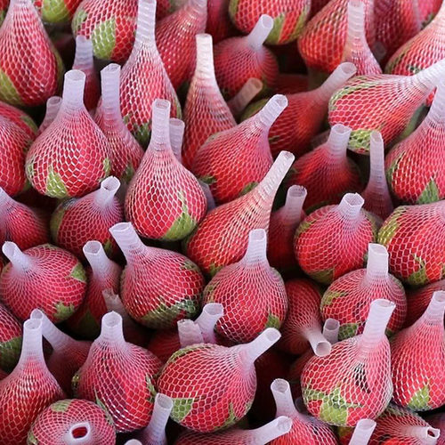 玫瑰花鲜花云南基地直发斗南批发