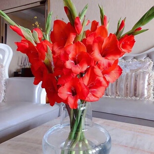 A级剑兰鲜花节节高云南基地直发唐菖蒲香芋紫家用水培插花鲜切花