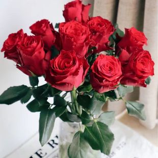 A级玫瑰花鲜花云南昆明基地直发新鲜高原红玫瑰水养插花生日花束
