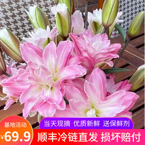 重瓣香水百合鲜花云南昆明斗南基地直发家用室内桌面绿植花卉插花