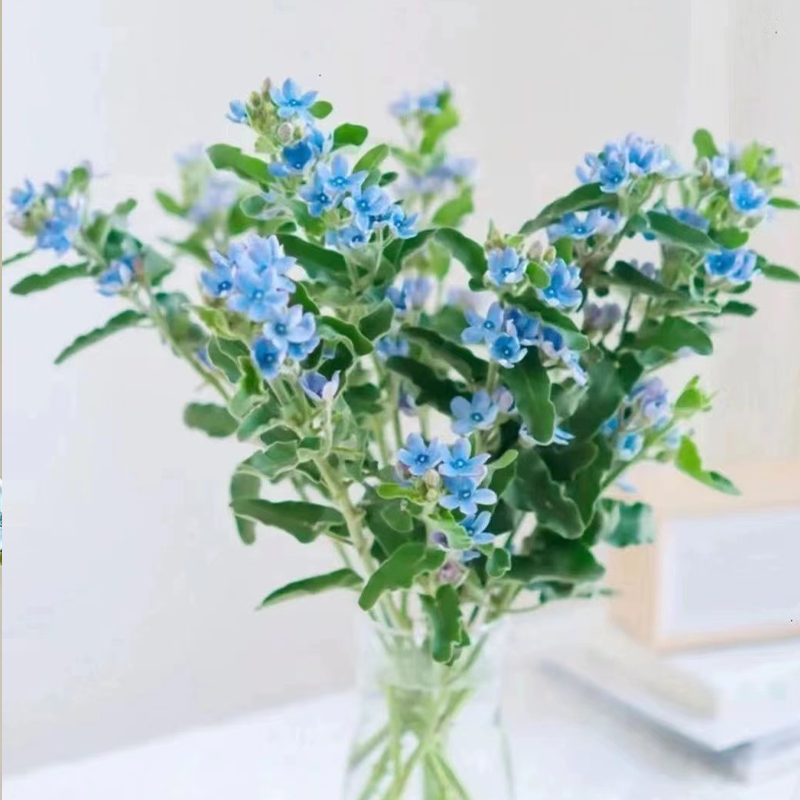 蓝星花鲜花云南斗南基地直发新鲜花材天鹅绒鲜切花插花情人节花束