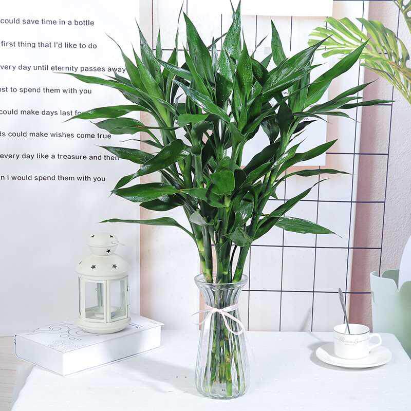 富贵竹水竹云南基地直发直批办公室鸿运竹转运竹紫竹水培盆栽绿植