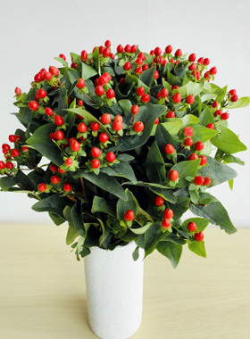 配草配花红豆云南鲜花直发小盼草黄莺尤加利散尾叶洋甘菊喷泉草