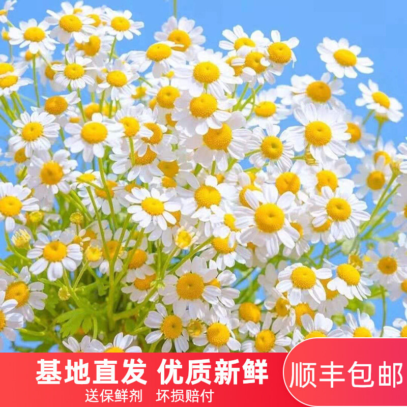 洋甘菊鲜花云南直发小菊花昆明基地直批水养插花向日葵混搭小花束 拓博省事名店集会
