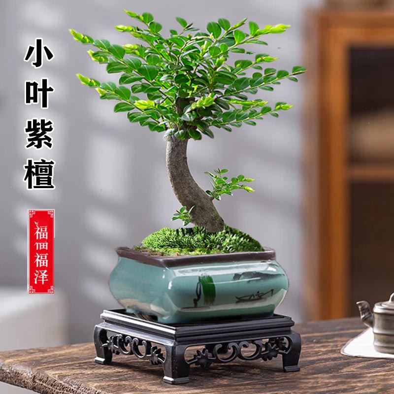 老桩小叶紫檀盆景植物树苗客厅办公室内四季常青好养花卉绿植盆栽