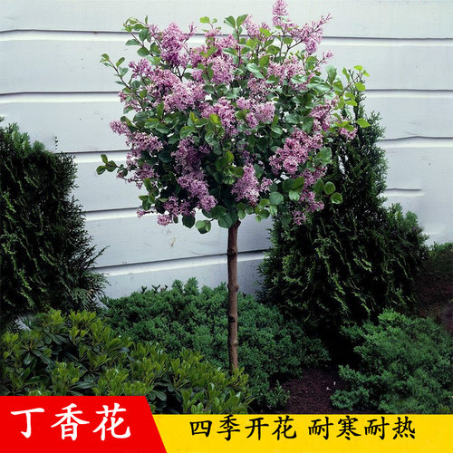 丁香花树苗价格 丁香花树苗图片 星期三