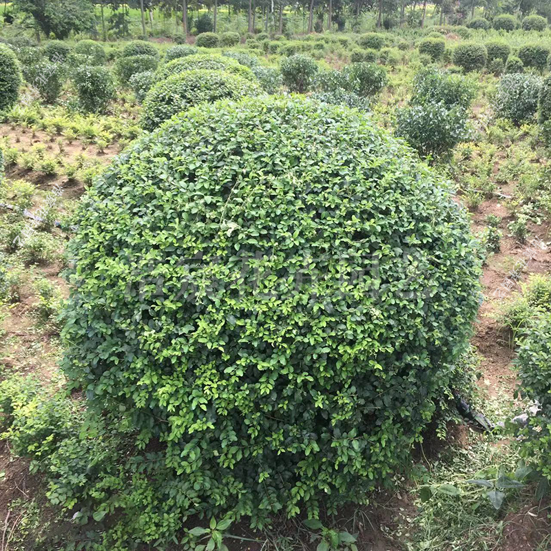 小叶女贞球型造型树金叶女贞树球型植物庭院绿化小叶女贞树苗带土-封面