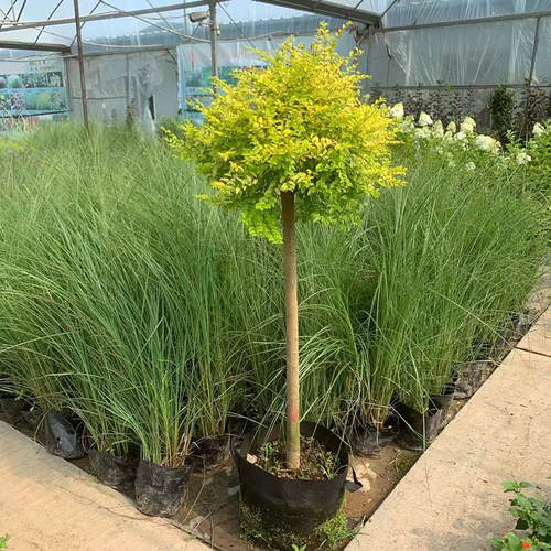 四季金黄色不落叶亮晶女贞棒棒糖