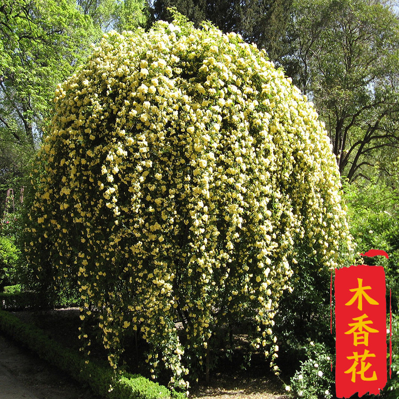 红木香花苗庭院爬藤植物四季开花