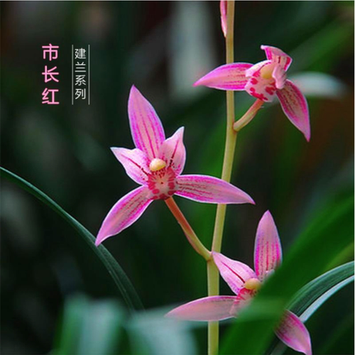 市长红建兰经典红花带古风盆建兰