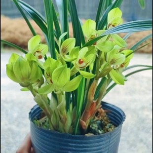 双富贵 春剑精品浓香 兰花绿植盆栽