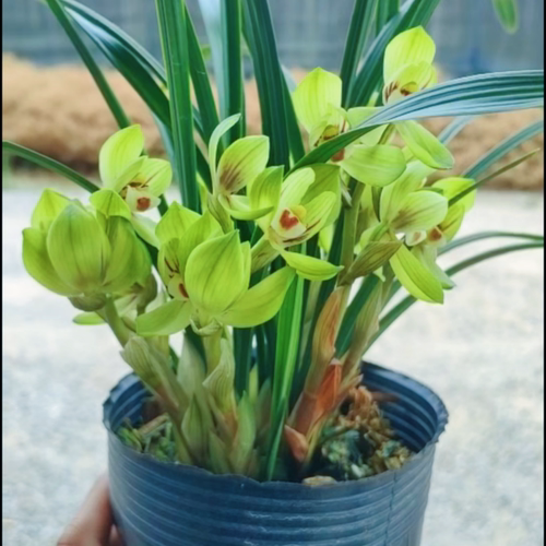 双富贵 春剑精品浓香 兰花绿植盆栽
