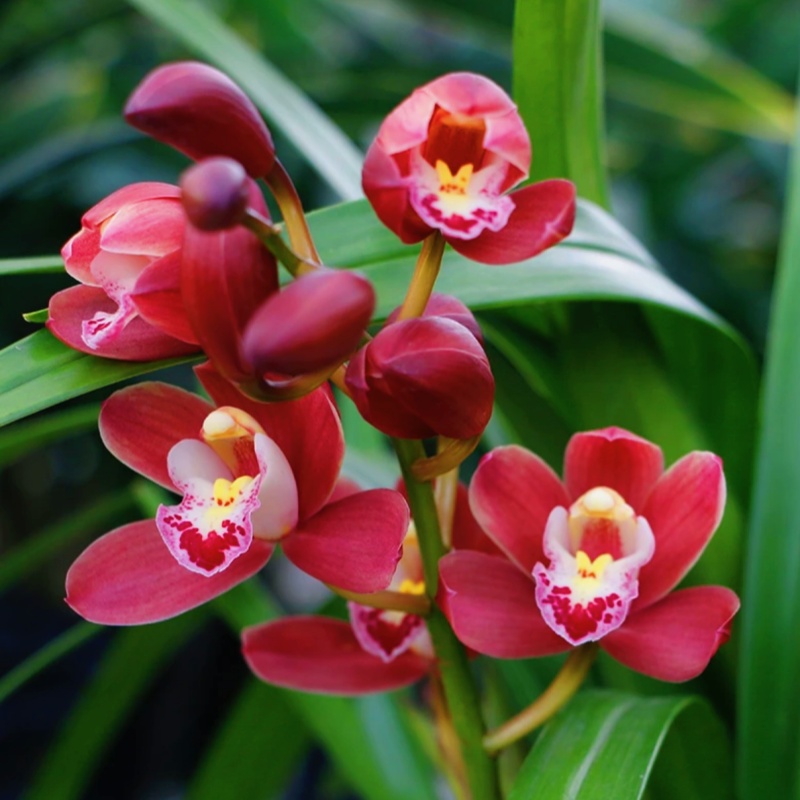 红宝石 蕙兰浓香型兰花苗好养易活勤花勤芽