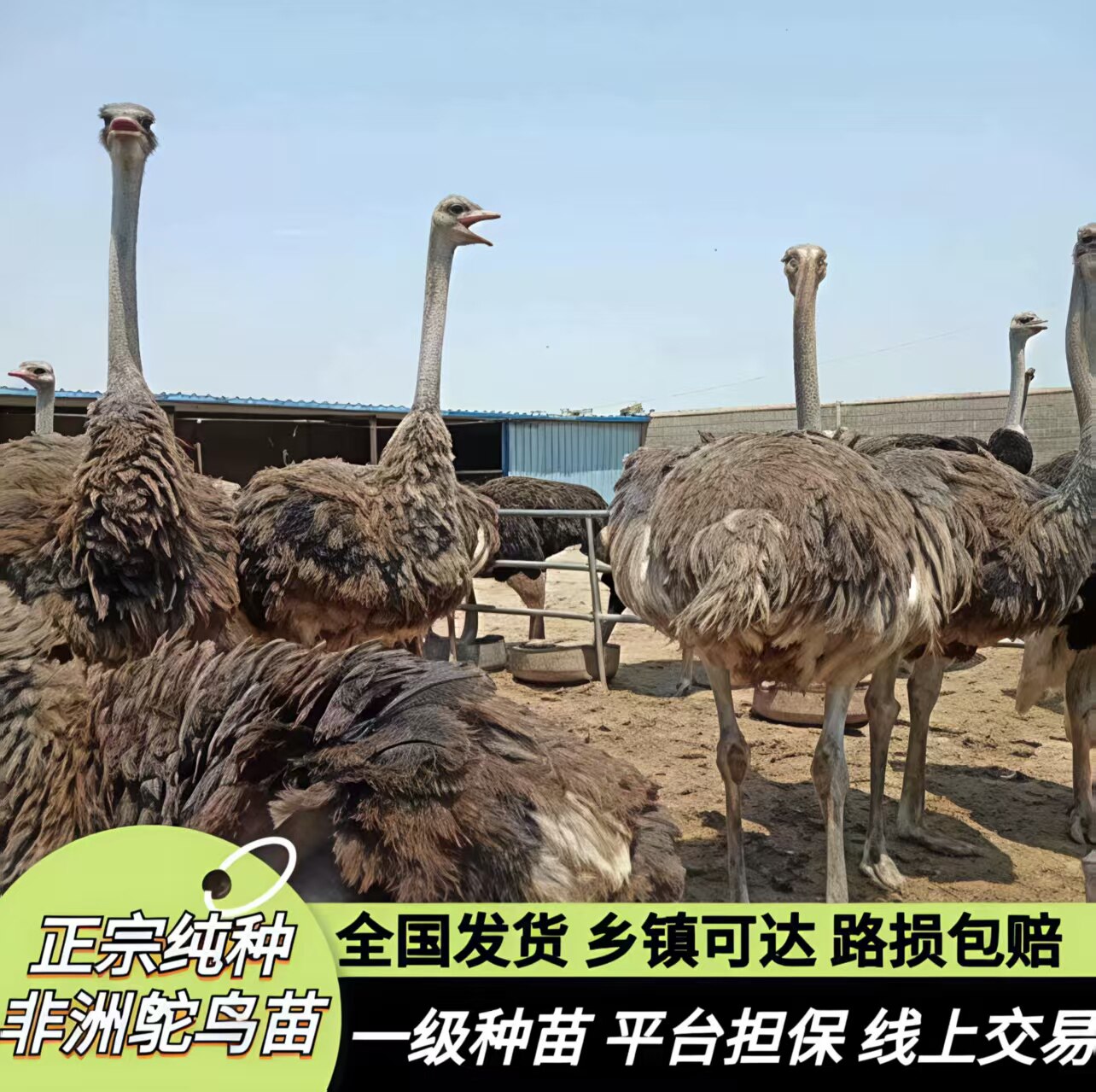 正宗非洲鸵鸟幼苗一对非洲小鸵鸟苗活体幼苗幼崽成年大型鸵鸟宠物