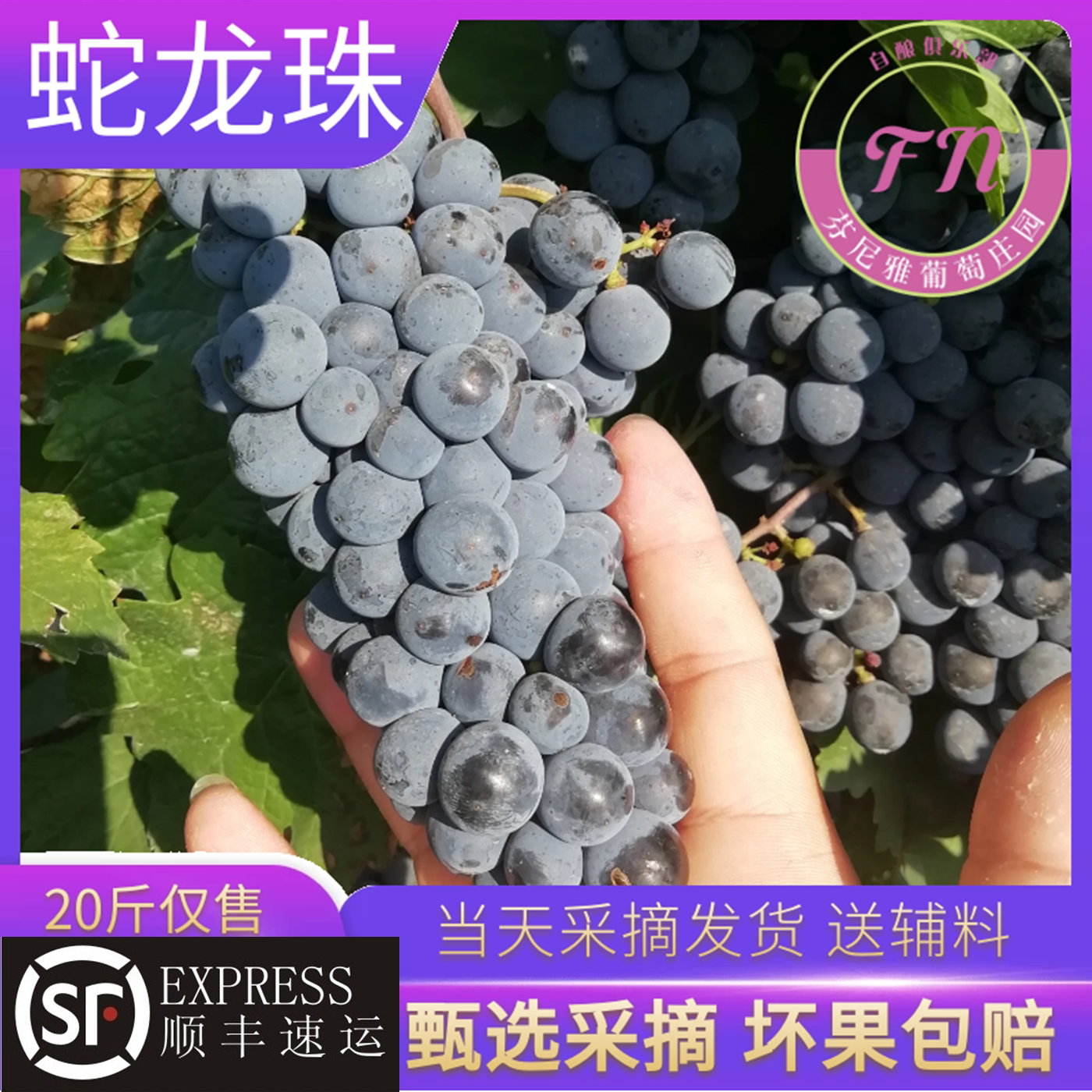 酿酒葡萄贺兰山宁夏产区赤霞珠