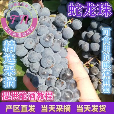 芬尼酿酒葡萄40斤diy新鲜