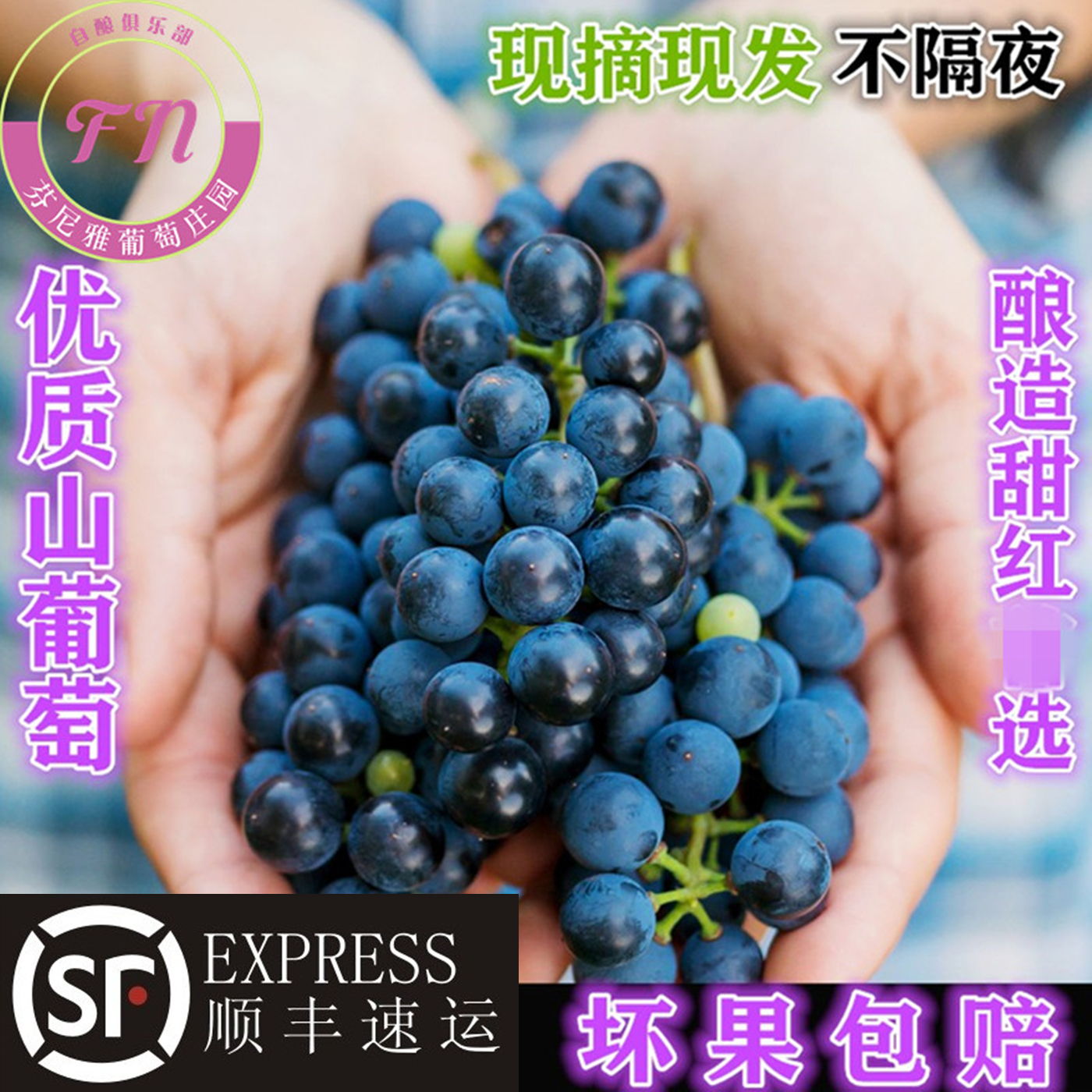 酿酒葡萄新鲜20斤装现摘山葡萄紫葡萄毛葡萄自酿红酒赤霞珠葡萄