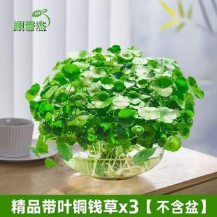 水生净化绿萝水养水培 金钱铜钱碗莲植物招财水仙草大号盆栽草籽