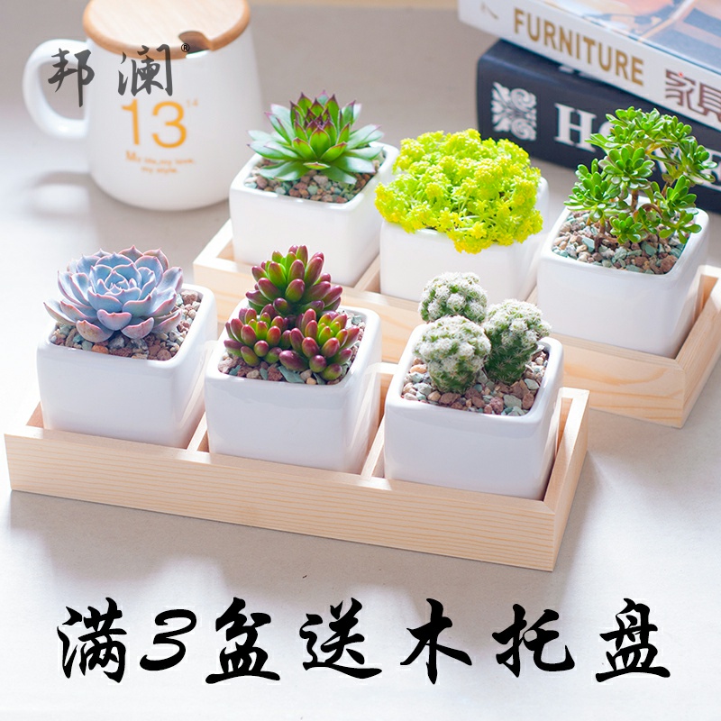 多肉植物组合盆栽含盆土肉肉办公室阳台的价格 多肉植物组合盆栽含盆土肉肉办公室阳台的优惠券 多肉植物组合盆栽含盆土肉肉办公室阳台十大排行榜 多肉植物 组合盆栽含盆土肉肉办公室阳台淘宝哪家好 绝对值