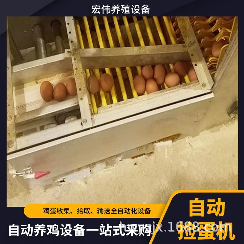 智能捡蛋设备多层立式鸡笼拣蛋设备自动化收蛋机占地面积小