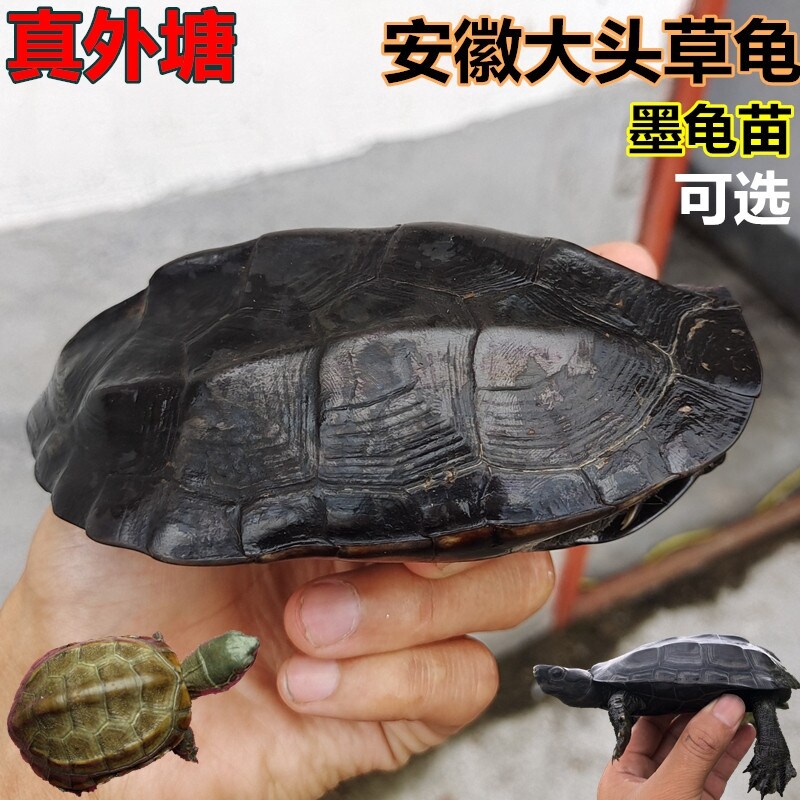 外塘安徽大头草龟中华草龟苗招财顶墨龟苗宠物水巴西龟小乌龟活体